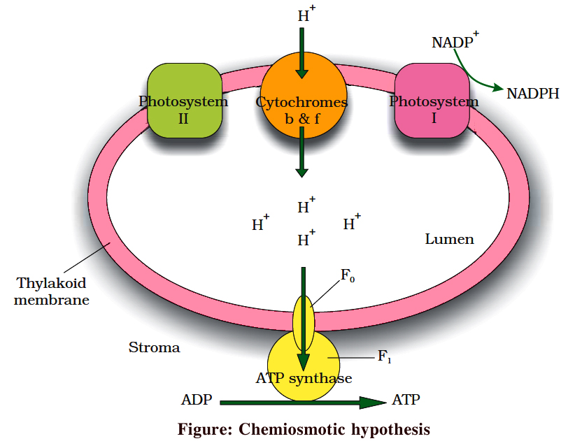 chemiosmotic hypothesis class 11 ncert